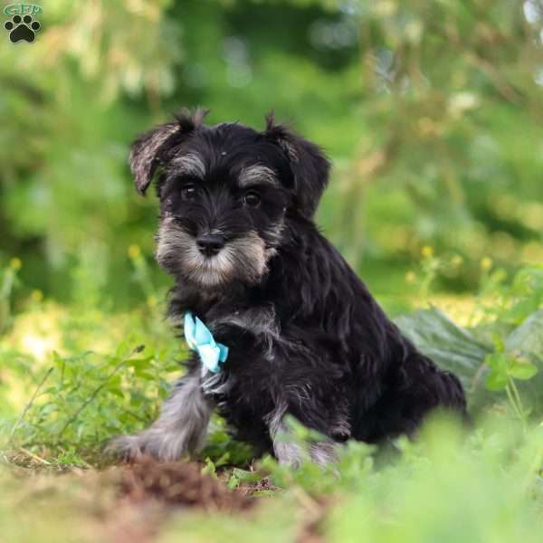 Hunter, Miniature Schnauzer Puppy